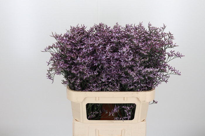 <h4>Limon Safora Lilac</h4>