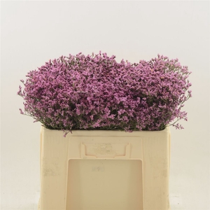 Limonium Sinense Tiffany Diamond