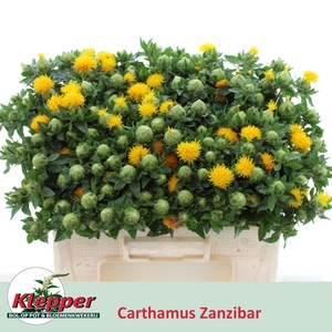 CARTH T ZANZIBAR