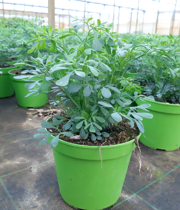 <h4>Ruta graveolens</h4>