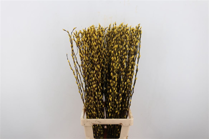 <h4>Salix Wilgenkatjes Yellow 90cm P Stem</h4>