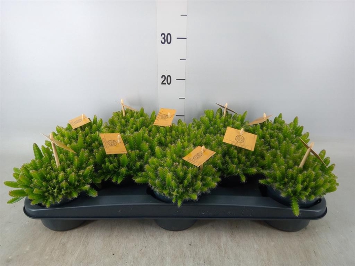 <h4>Hylocereus undatus</h4>