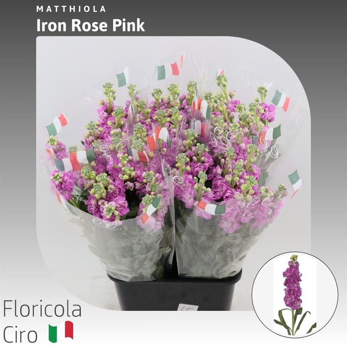 <h4>Matthiola Iron Rose Pink</h4>