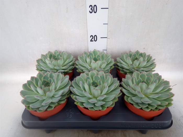 Echeveria pulidonis