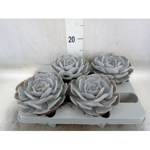 Echeveria  'Pollux'