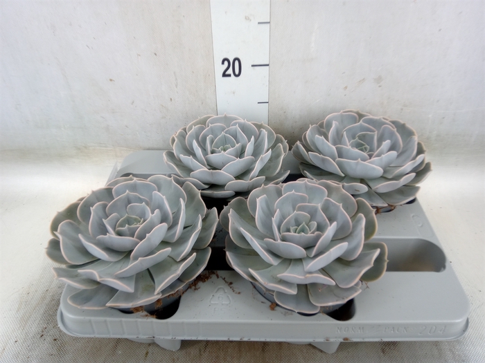 <h4>Echeveria  'Pollux'</h4>