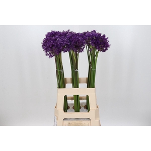 Allium Purple Sensation