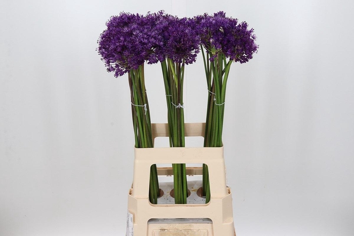 <h4>Allium Purple Sensation</h4>