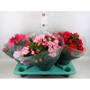 Begonia elat. EN 'Betulia' ..mix