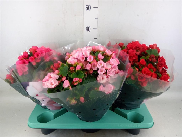 <h4>Begonia elat. EN 'Betulia' ..mix</h4>