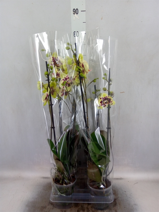 <h4>Phalaenopsis  'Ant Amadora'</h4>