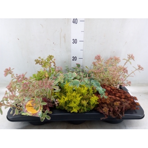 Sedum   ...mix