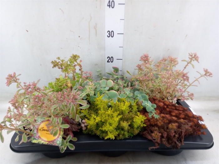 <h4>Sedum   ...mix</h4>