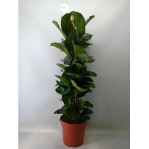 Ficus lyrata 'Bambino'