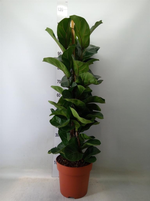<h4>Ficus lyrata 'Bambino'</h4>