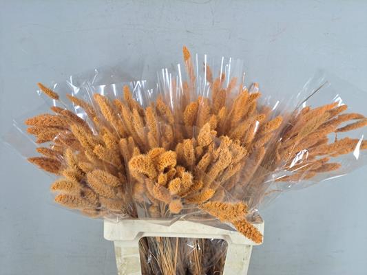 <h4>Df Setaria Bs Orange</h4>