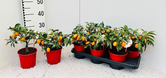<h4>Citrus margarita Kumquat medi-bush</h4>