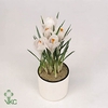 BULB CROCUS WHITE