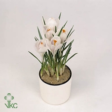 BULB CROCUS WHITE P9