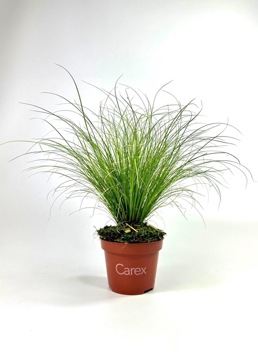 <h4>CARE C FROSTED CURLS</h4>