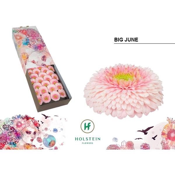 <h4>Ge Gr Pomponi Big June Box Holstein</h4>