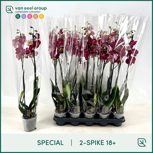 PHAL OV