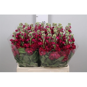 Matth Centum Red
