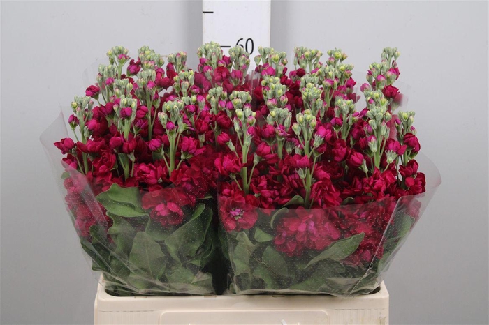 <h4>Matth Centum Red</h4>