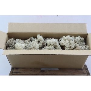 Moss Reindeer Moss Natural