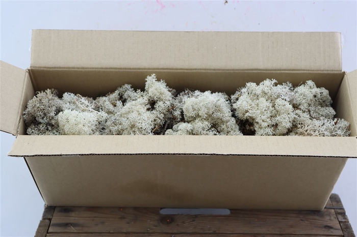 <h4>Moss Reindeer Moss Natural</h4>