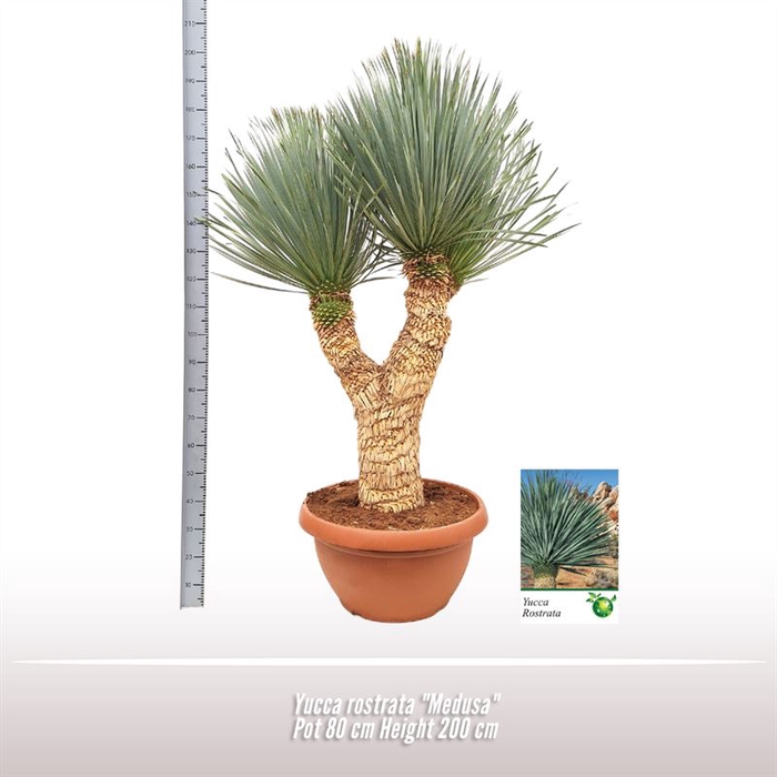 <h4>Yucca rostrata "Medusa"</h4>