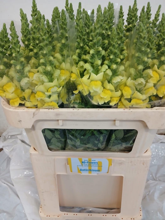 <h4>ANTIR OP YELLOW</h4>