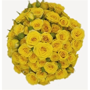 Rosa Spray Yellow Babe