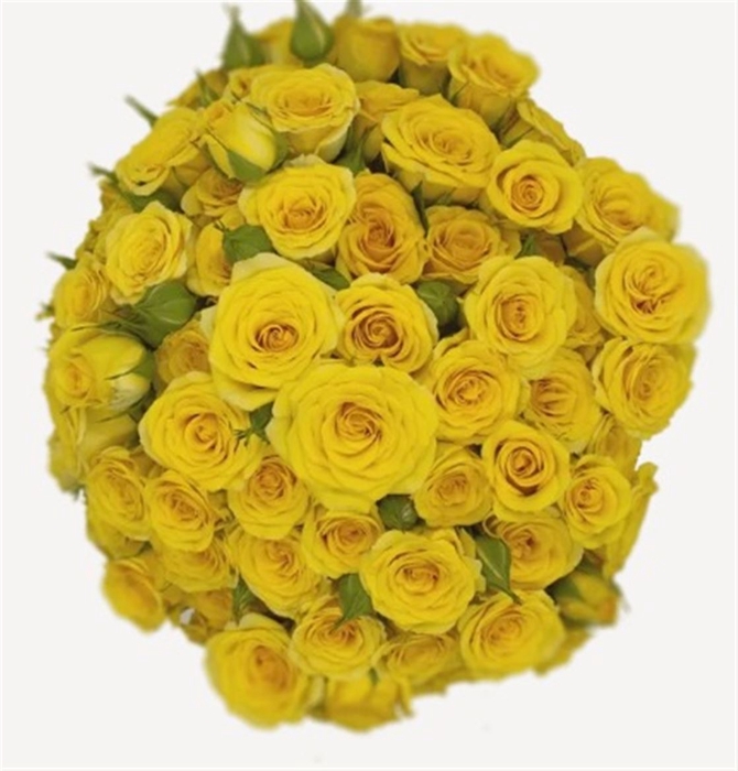 Rosa Spray Yellow Babe