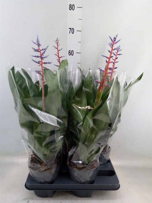 <h4>Aechmea  'Blue Rain'</h4>