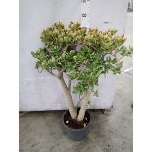 Crassula ovata 'Sunset'
