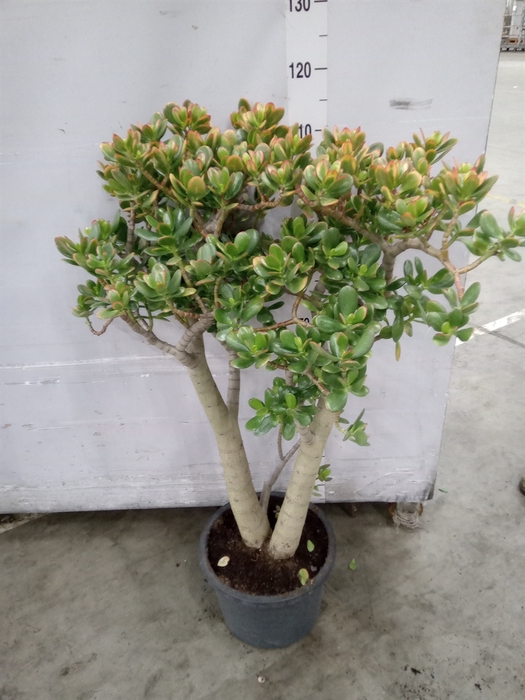 <h4>Crassula ovata 'Sunset'</h4>