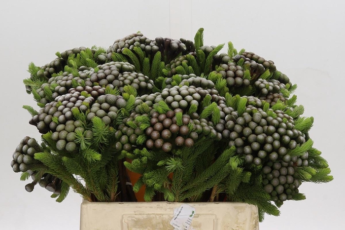 <h4>BRUN ALBIFLORA</h4>