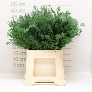 KERSTGROEN PER PAK CONIFEER GROEN x50 op fc566