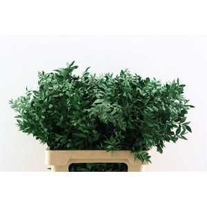 Pres Ruscus Applegreen P Stem