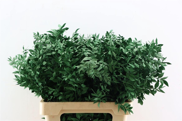 Pres Ruscus Green P Stem