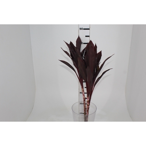 FOLHAGEM DRACENA RUBRA VINHO