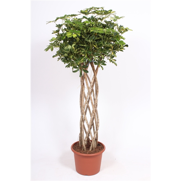 <h4>Schefflera Gold Capella</h4>