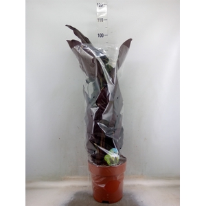 Calathea sanderiana