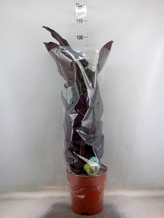<h4>Calathea sanderiana</h4>