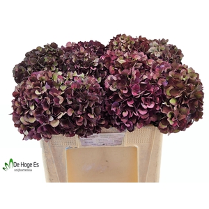 HYDR M MAG RUBY CL P