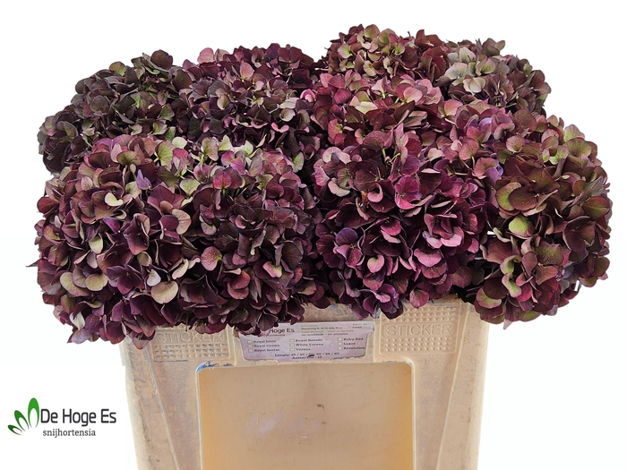 <h4>HYDR M MAG RUBY CL P</h4>