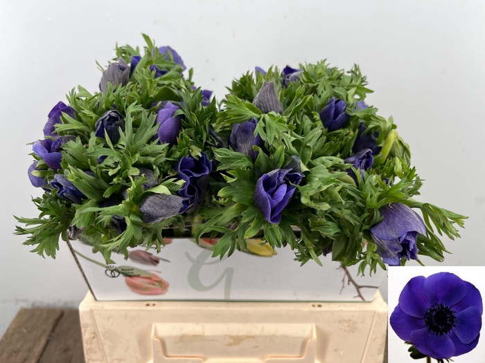 <h4>ANEM CO MAR BLUE</h4>