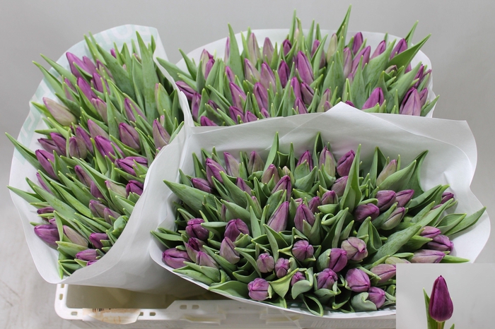 <h4>TU EN PURP SURPRISE</h4>