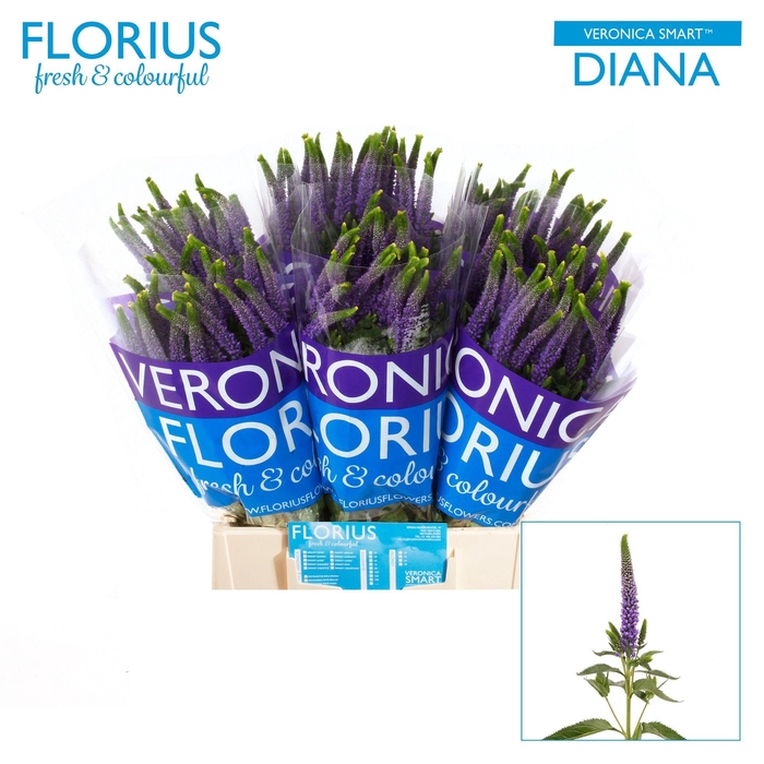 <h4>VERON SMART DIANA</h4>